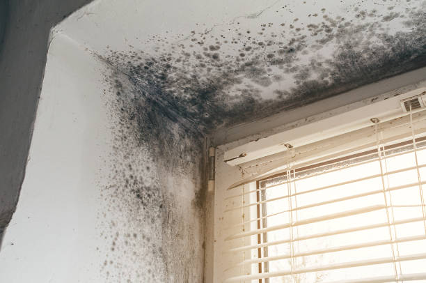 Affordable Mold Cleanup solutions in Roslyn, NY